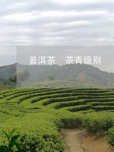 普洱茶 茶青级别/2023041049389